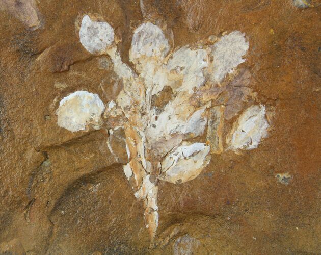 Fossil Flowering Plant Reproductive Structure - North Dakota #95380